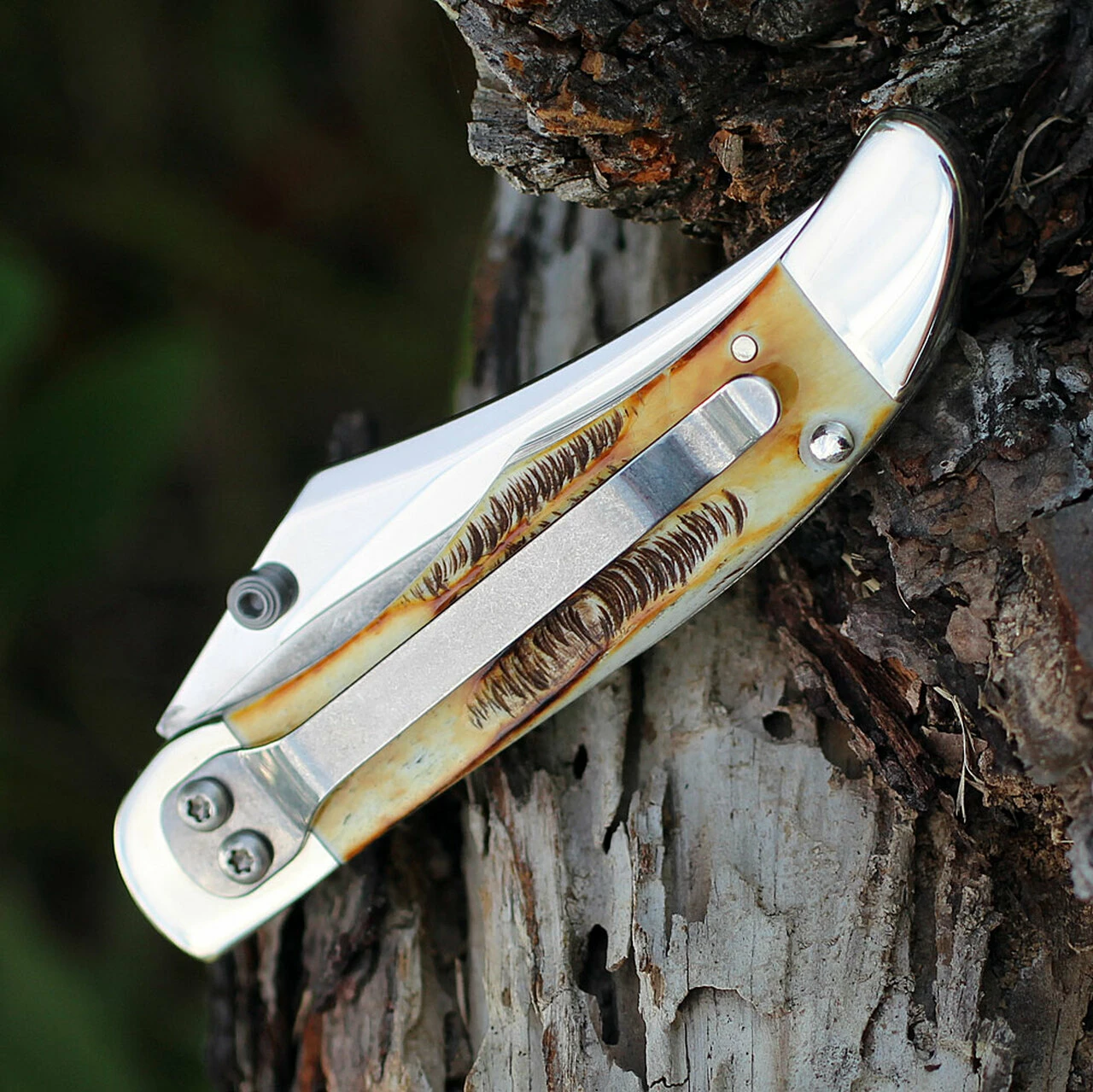 Case 65314 A/O Mid-Folding Hunter, Bonestag Handle (6.51265AC SS) 3 Case 65314 A/O Mid-Folding Hunter, Bonestag Handle (6.51265AC SS) - Image 3