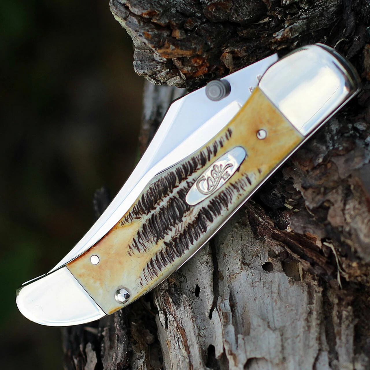 Case 65314 A/O Mid-Folding Hunter, Bonestag Handle (6.51265AC SS) 4 Case 65314 A/O Mid-Folding Hunter, Bonestag Handle (6.51265AC SS) - Image 4