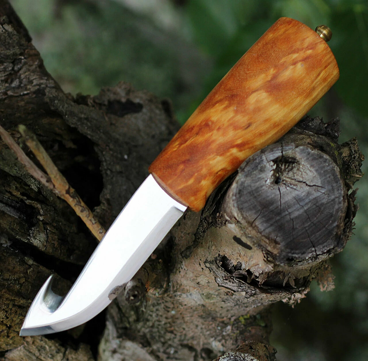 Helle No. 53 Veidemann Specialty Knife, 3.50" Triple Laminated SS, Curly Birch Handle 2 Helle No. 53 Veidemann Specialty Knife, 3.50" Triple Laminated SS, Curly Birch Handle - Image 2